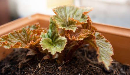young begonia plant in pot early season spring growthの写真素材
