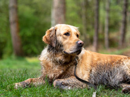 retriever resting after muddy walkの写真素材