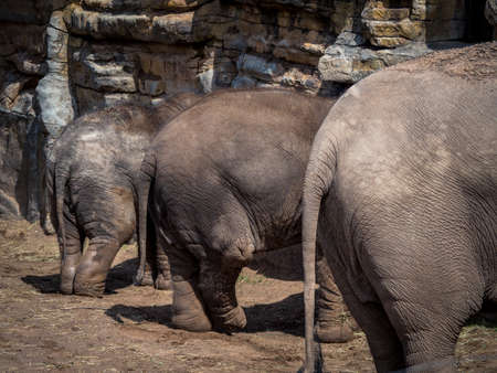 three elephants bottoms and tails in a lineの写真素材