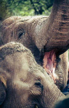 two elephants feeding one with open mouth one a young calfの写真素材