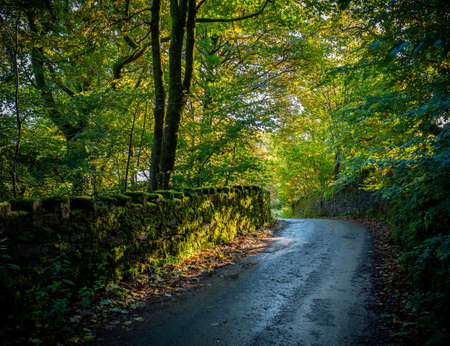 country lane in the forest in early autumn English country side
