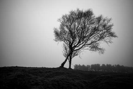 dark moody tree against a foggy background creating a lonely on your own feelingの写真素材