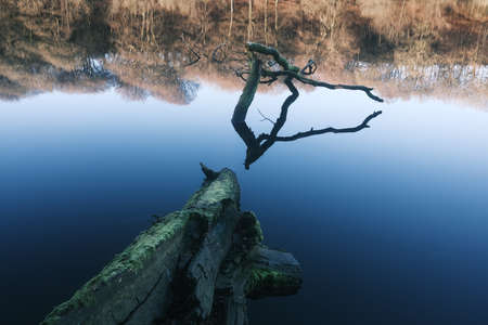 fallen tree lying in the still cold water in the lake on a winters morning