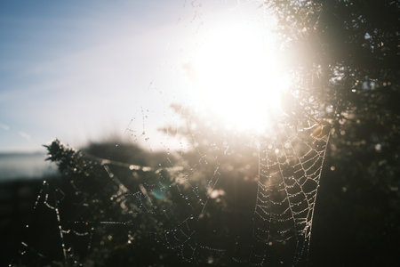 strongly back lite by glowing sunlight spiders webの写真素材