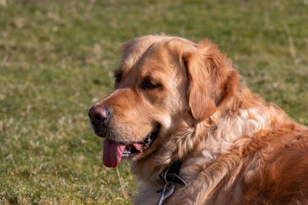 Golden retriever dog sat in the sunshine tongue sticking out gently panting after long walkの写真素材