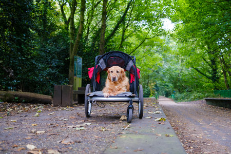 Cute Golden Retriever sitting in a pram in the park recovery from leg injuryの写真素材