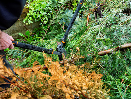 Metal tree loppers being used to cut through branches on a tree