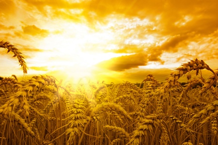 Golden sunset over wheat fieldの写真素材
