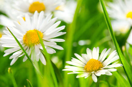 Daisiesの写真素材