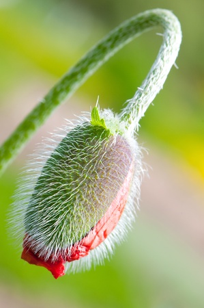 Close-up on red poppy budの写真素材