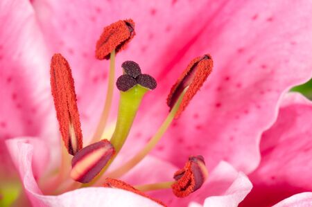 Close-up on blossoming lilyの写真素材