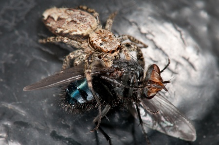 Spider poisoning a flyの写真素材