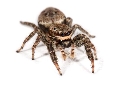Spider isolated over whiteの写真素材