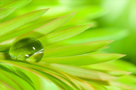 Leafs with raindrop, shallow DOFの写真素材