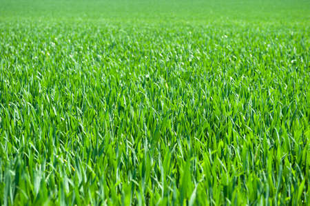 Green grassの写真素材