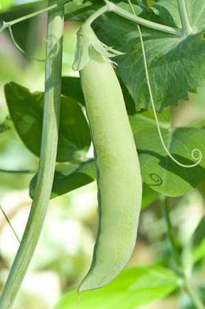 Close-up on pea podの写真素材