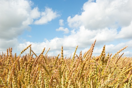 Wheat fieldの写真素材