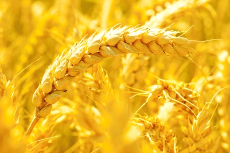 Close-up on golden wheatの写真素材