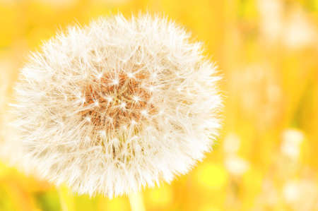 Closeup on dandelion highlighted by sunの写真素材
