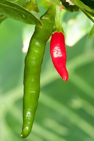 Fresh chili peppers on the branchの写真素材