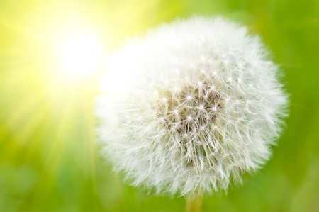 Closeup on dandelion highlighted by sunの写真素材