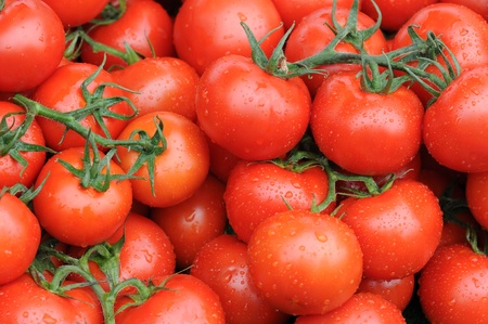 Branches of tomato with water dropsの写真素材