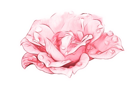 Pink rose illustration の写真素材