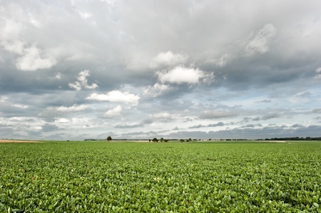 Sugar beet field