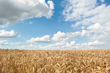 Wheat fieldの写真素材