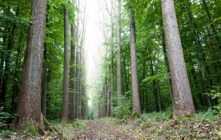 Wood path
