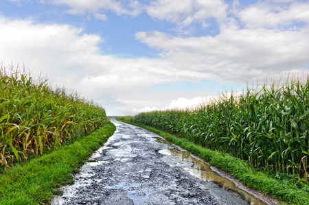 Country road between corn fields just after rain