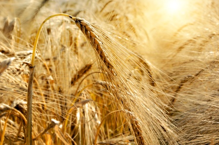Golden sunset over wheat field. Shallow DOF, focus on earの写真素材