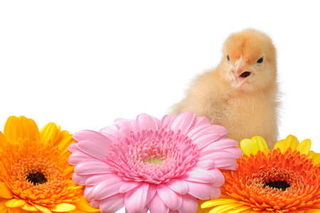 Cute baby chick in colorful mumsの写真素材