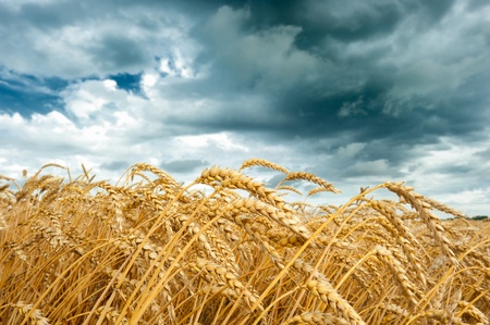 Wheat field at cloudy dayの写真素材