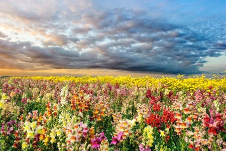 Colorful summer field with snapdragon and yellow daisy flowersの写真素材