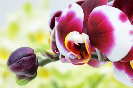 Close-up on a pink and white orchidの写真素材
