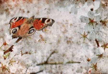 Beautiful butterfly on spring cherry treeの写真素材