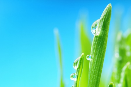 Fresh wet grass after the rain. Macroの写真素材