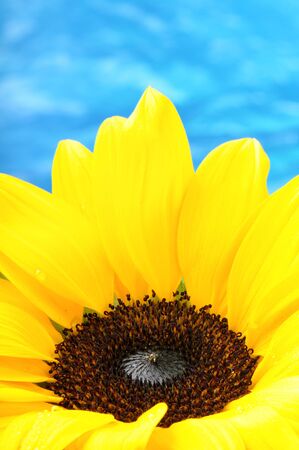 Close-up of sunflower on a blue sky backgroundの写真素材