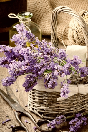 Bunch of freshly cut lavender in a basketの写真素材