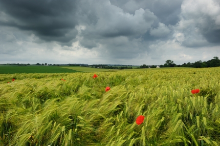 Wheat field with poppies at cloudy summer dayの写真素材