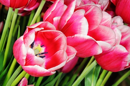 Macro of fresh pink tulipsの写真素材