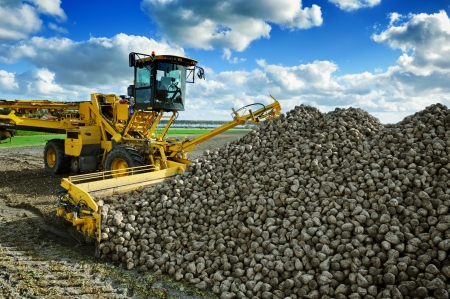 Agricultural vehicle harvesting sugar beets at sunny autumn dayの写真素材
