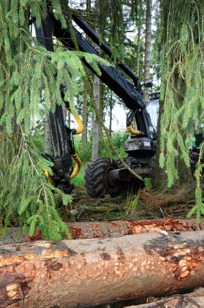 Cut logs with working harvester on the backgroundの写真素材