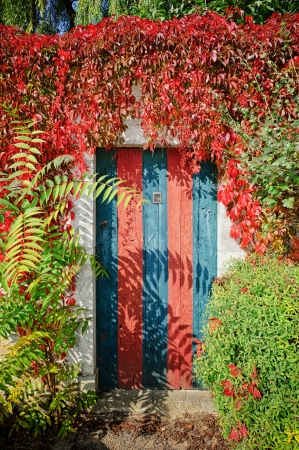 Colorful rustic door covered by lianas at sunny dayの写真素材