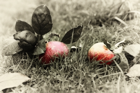 Fresh organic apples on the grassの写真素材