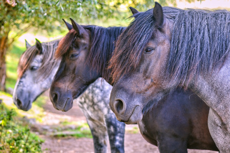Tree gray horses standing in a rowの写真素材