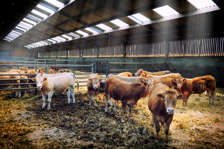 Herd of young cows in cowshedの写真素材