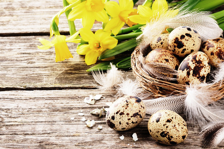 Easter setting with quail eggs and yellow daffodils on old wood の写真素材