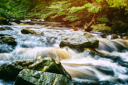 Forest stream at summer dayの写真素材